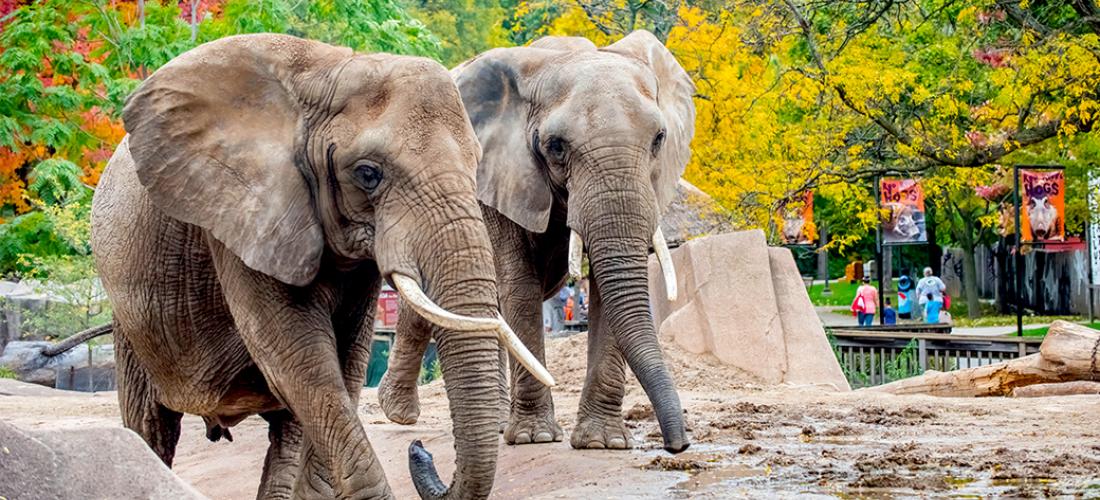 Milwaukee County Zoo Elephants