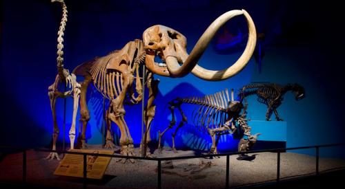 Milwaukee Public Museum Dinosaur Skeleton