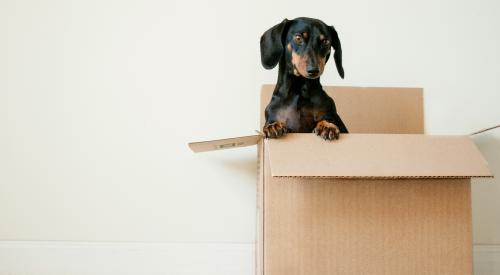 Dachshund in moving box